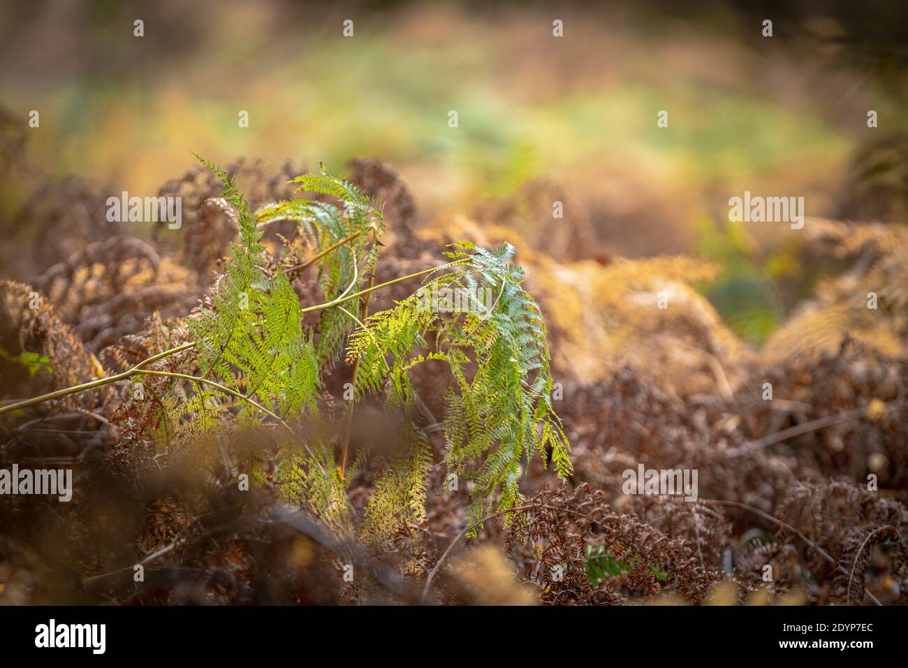 Pianta di felce ingiallente tra fogliame bruno secco a foresta autunnale prato Foto Stock