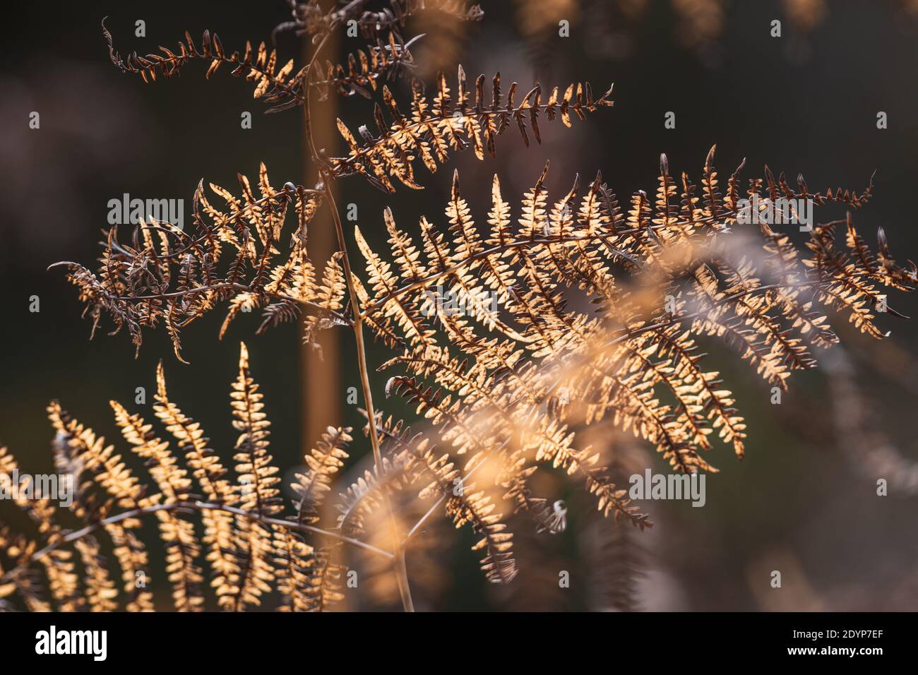 Foglie di felce marroni secche e autunnali sul prato della foresta Foto Stock