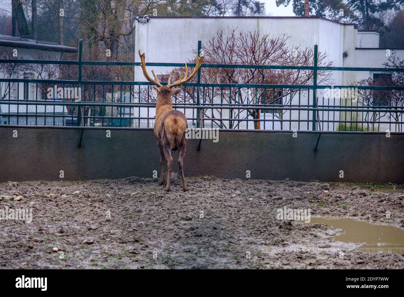 Animali da zoo, vecchio cervo maschio visto da dietro, Craiova, Romania, UE Foto Stock