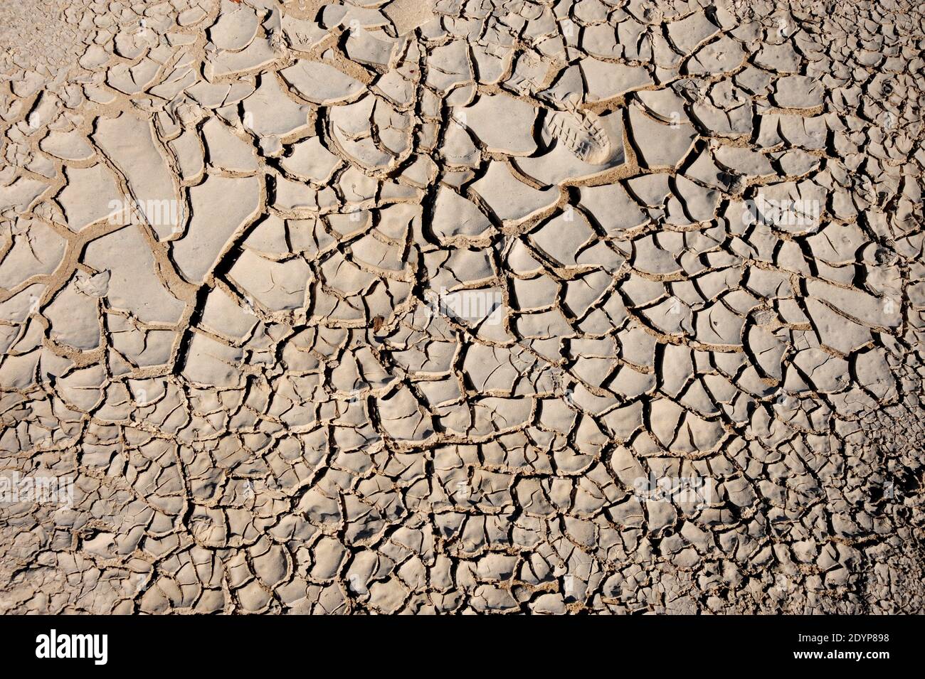 Dio ha curato questi alberi, li ha salvati dalla siccità, dalle malattie, dalle valanghe, dai mille tempeste e dalle inondazioni. Foto Stock