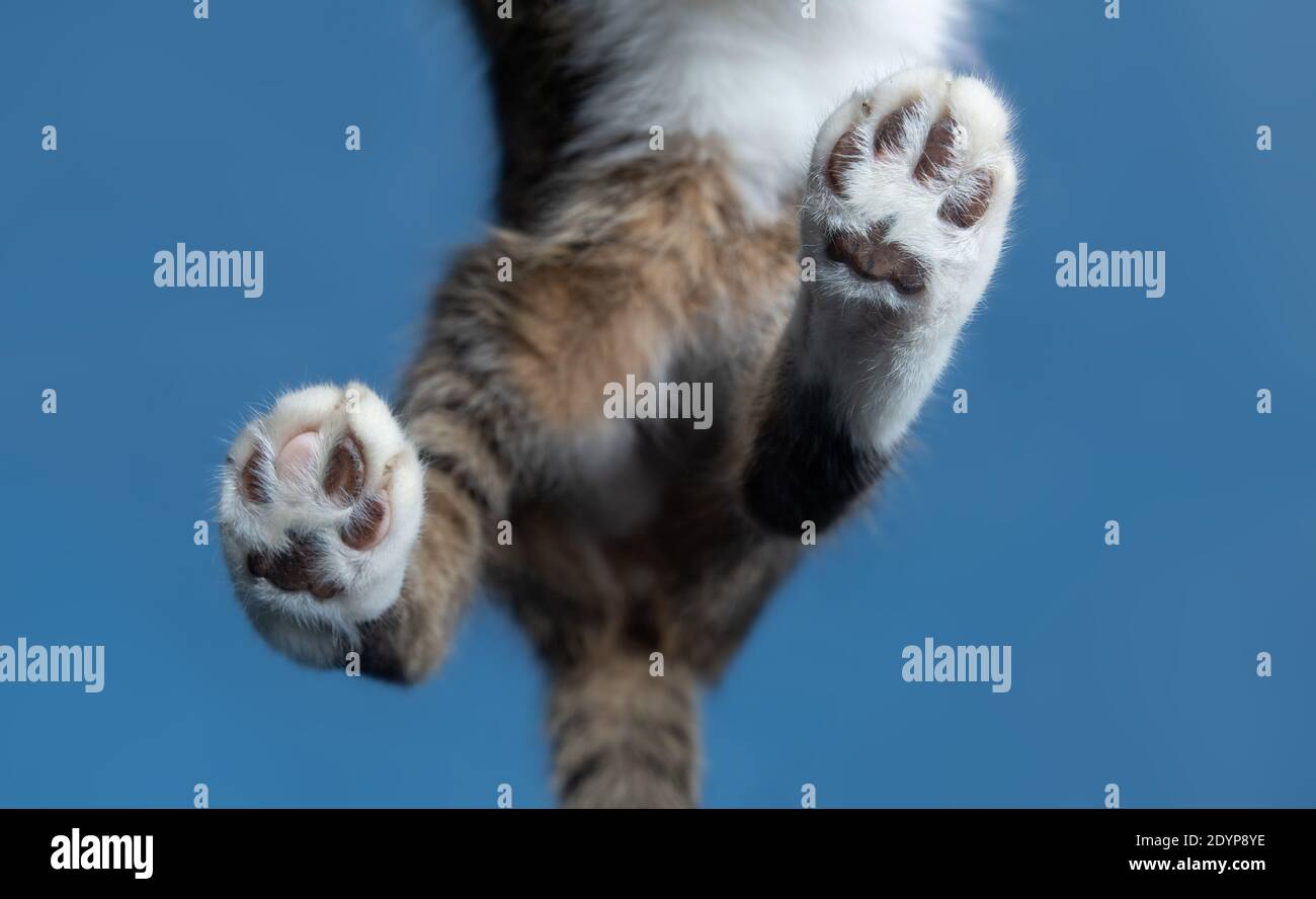 vista dal basso delle zampe posteriori zampe di un tabby bianco gatto britannico shorthair che cammina sul pannello di vetro della finestra all'aperto dentro parte anteriore del cielo blu Foto Stock