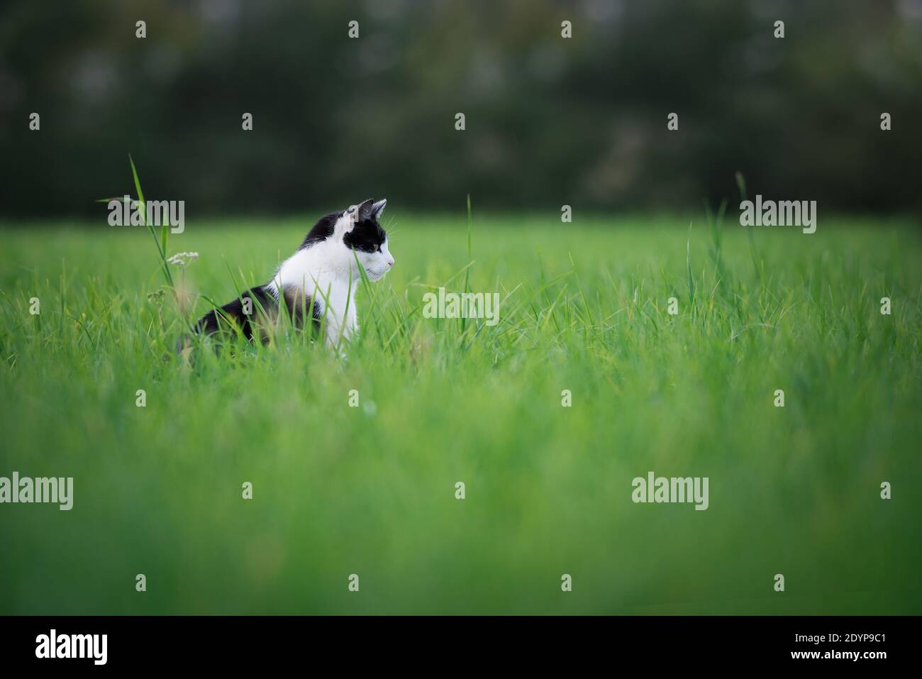 gatto bianco e nero in piedi su un campo di erba foresta sullo sfondo. Foto Stock