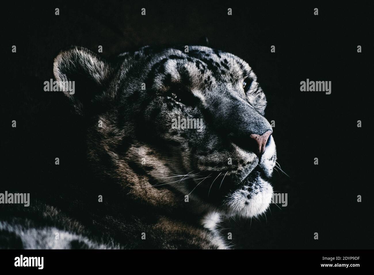 Snow Leopard Foto Stock