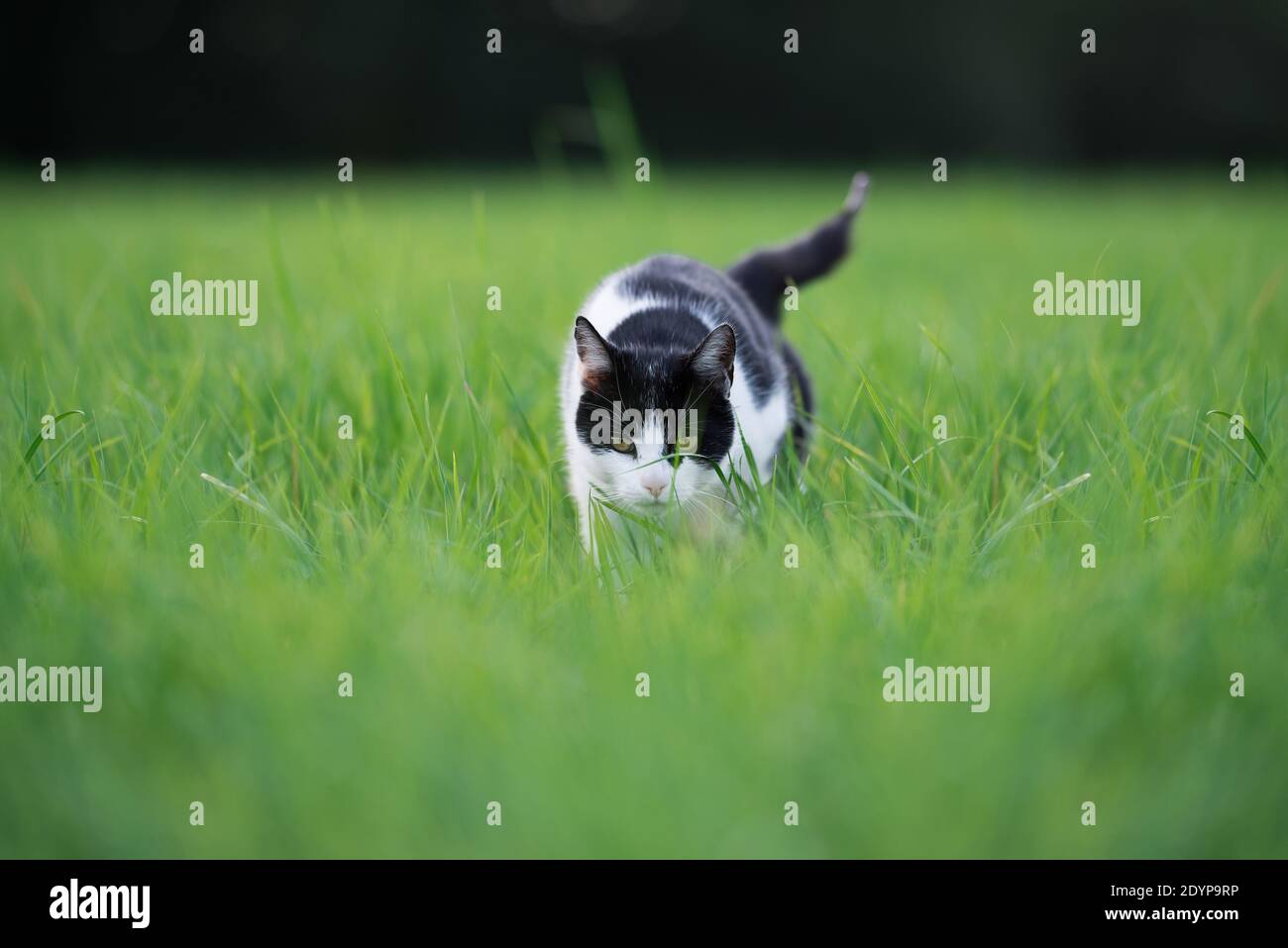 Bianco e nero cat camminando in erba alta Foto Stock
