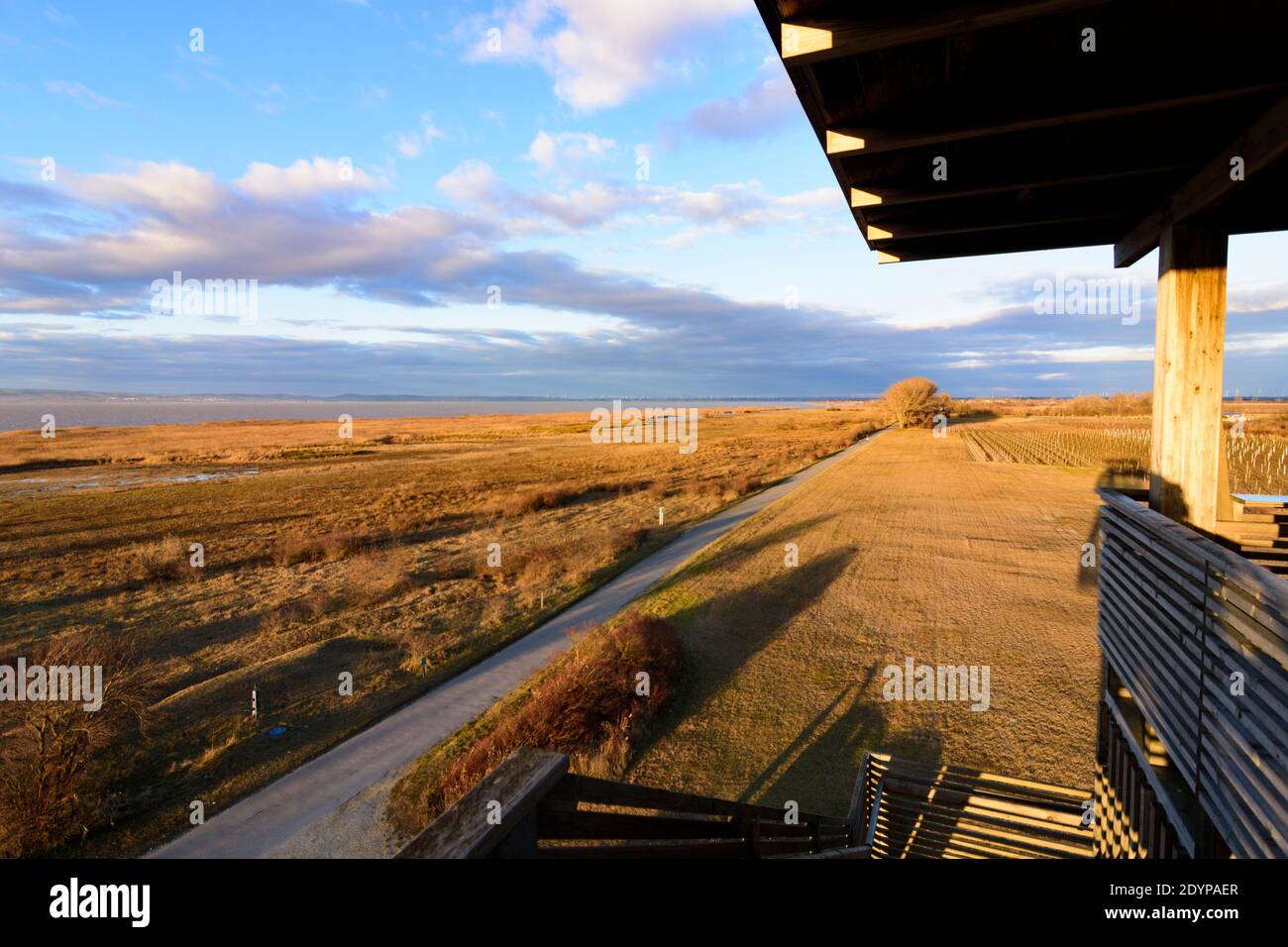 Illmitz: Torre di osservazione a Hölle nel parco nazionale Neusiedler See–Seewinkel, vista sul lago Neusiedl a Neusiedler See (Lago Neusiedl), Burgenland, Au Foto Stock
