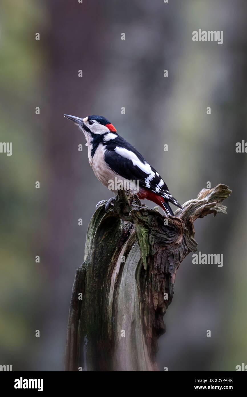 Grande picchio a puntini maschio (Dendrocopos Major) Foto Stock