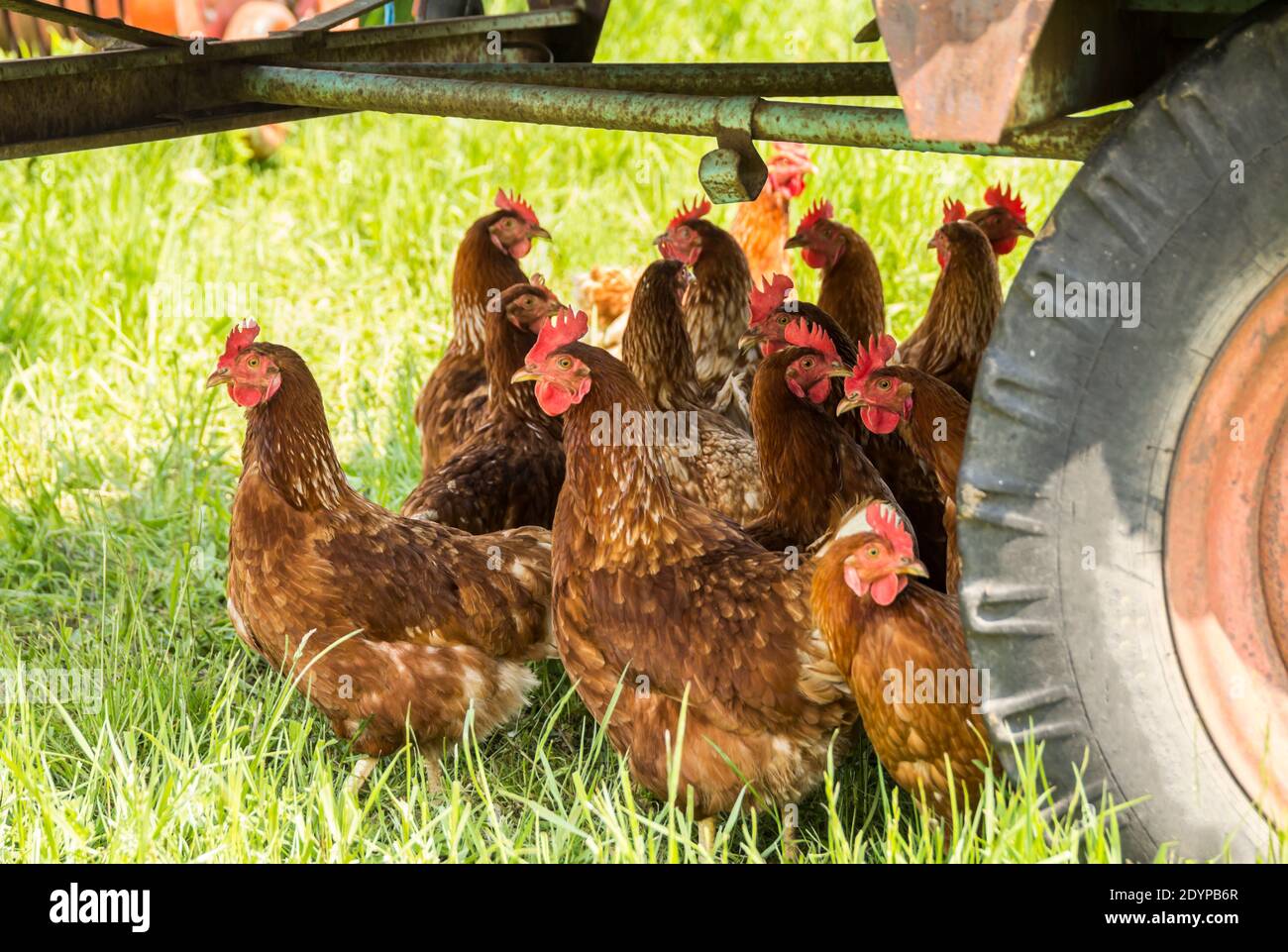 Galline ovaiole in un'azienda agricola biologica Foto Stock