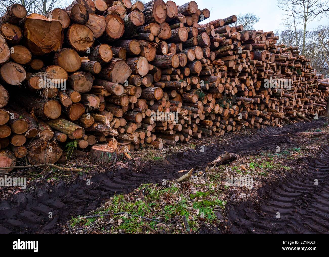 Lavori di silvicoltura e di abbattimento di alberi in boschi con grandi mucchi di tronchi, East Lothian, Scotland, UK Foto Stock