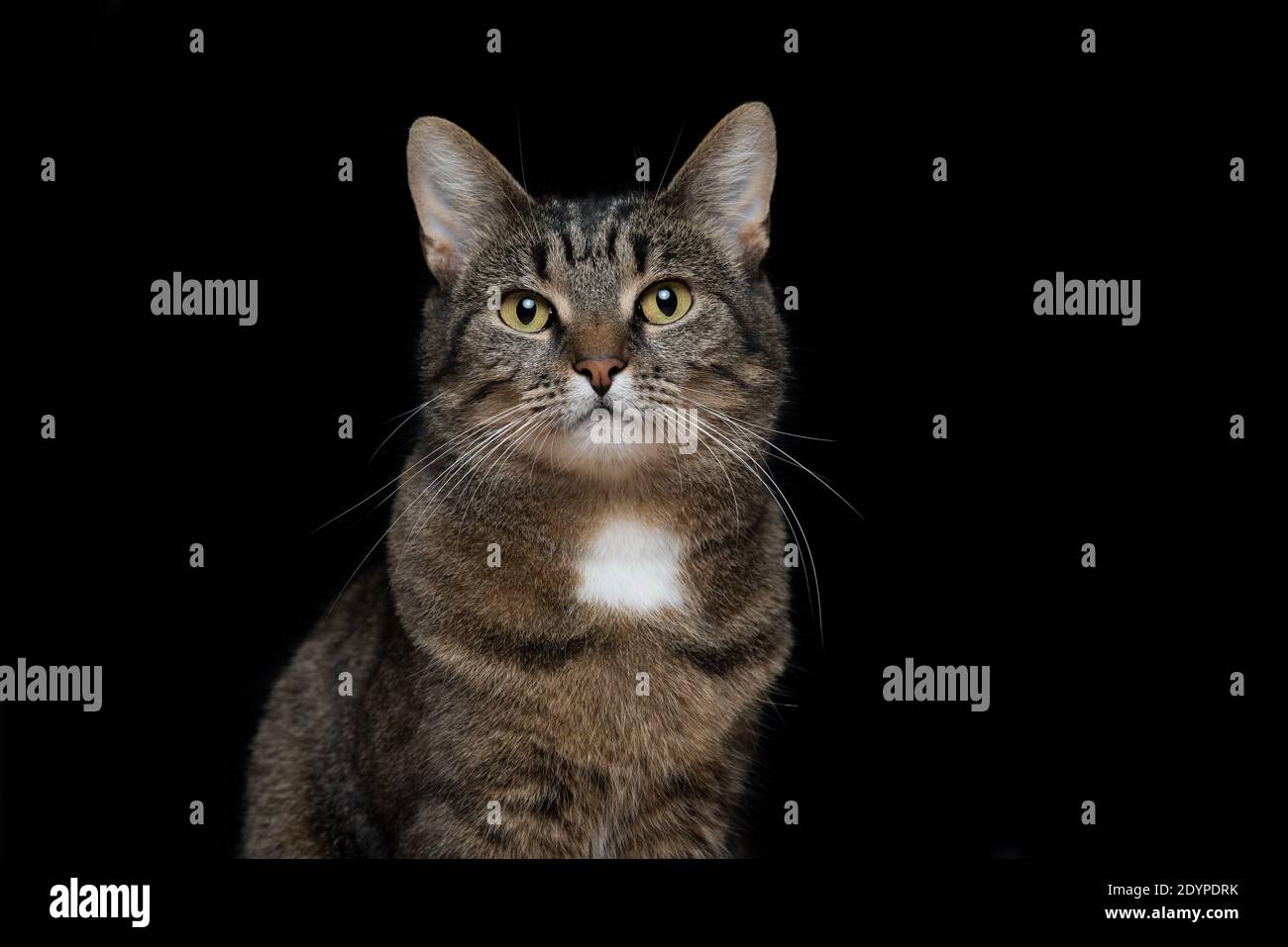 Ritratto in studio di tabby European Shorthair cat su sfondo nero Foto Stock