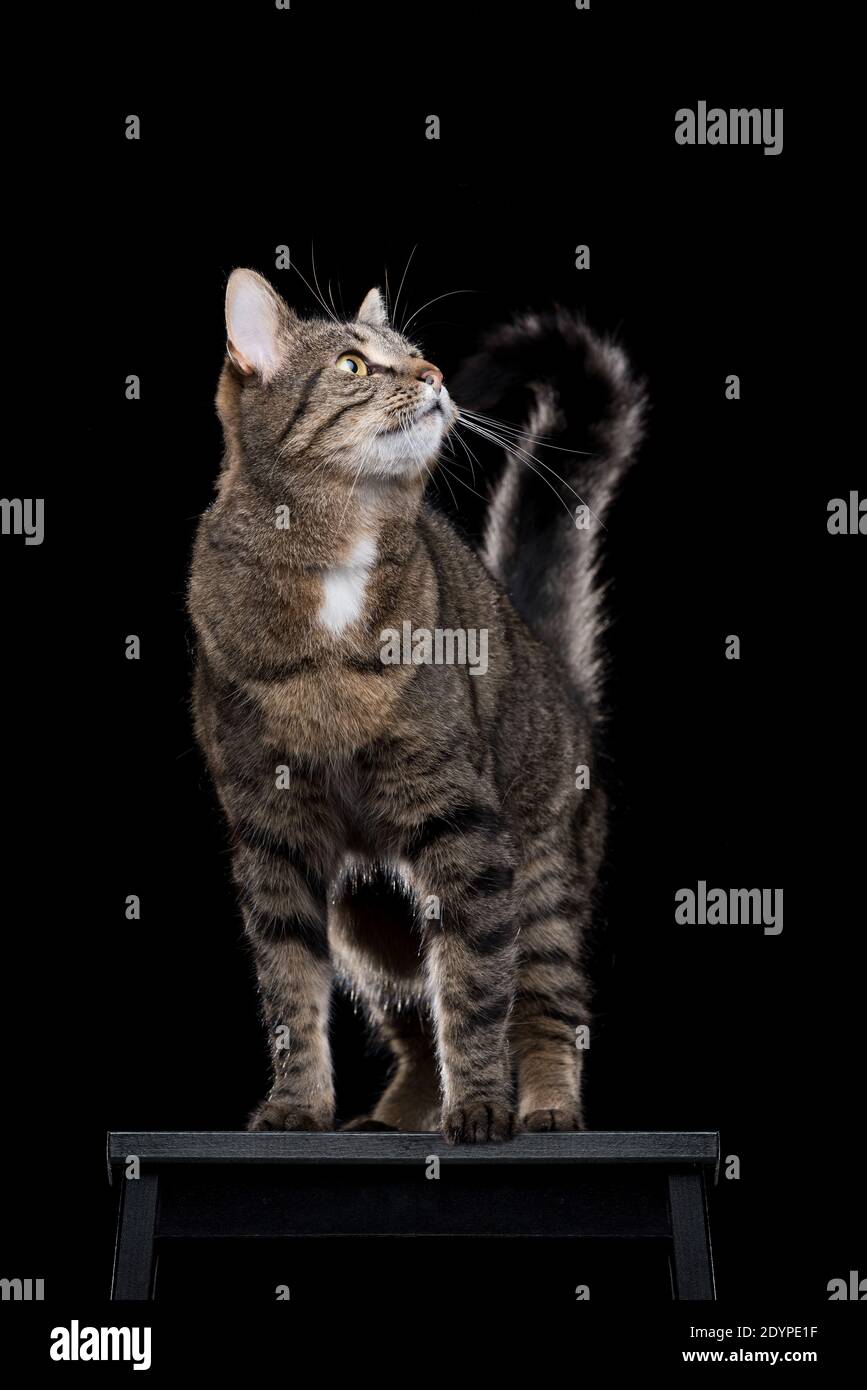 Tabby shorthair cat permanente sulla feci nere guardando in alto nella parte anteriore del nero di sfondo per studio Foto Stock