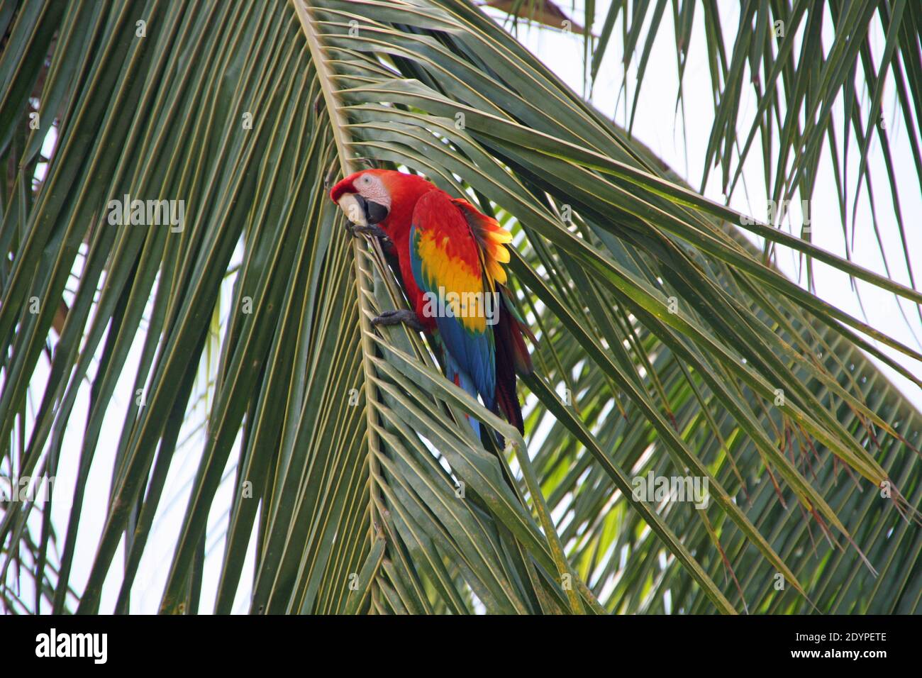 Pappagallo rosso su una palma in Costa Rica Ara Foto Stock