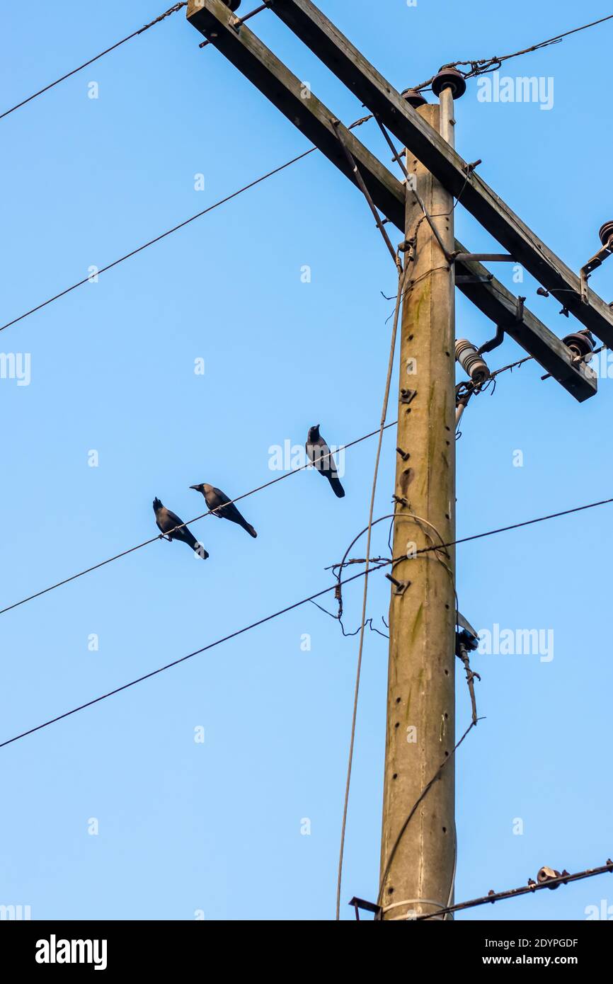 Tre corvi sono seduti su un filo di un'elettricità palo Foto Stock