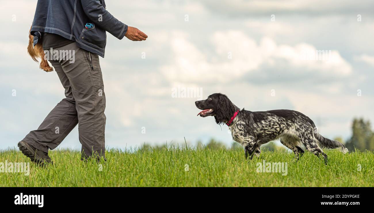 Gioco comune con un cane obbediente. Cocker Spaniel e il proprietario del cane Foto Stock