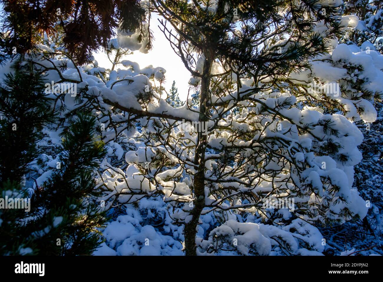 inverno in una foresta di abeti nella natura dell'alta austria riserva tanner moor in liebenau Foto Stock