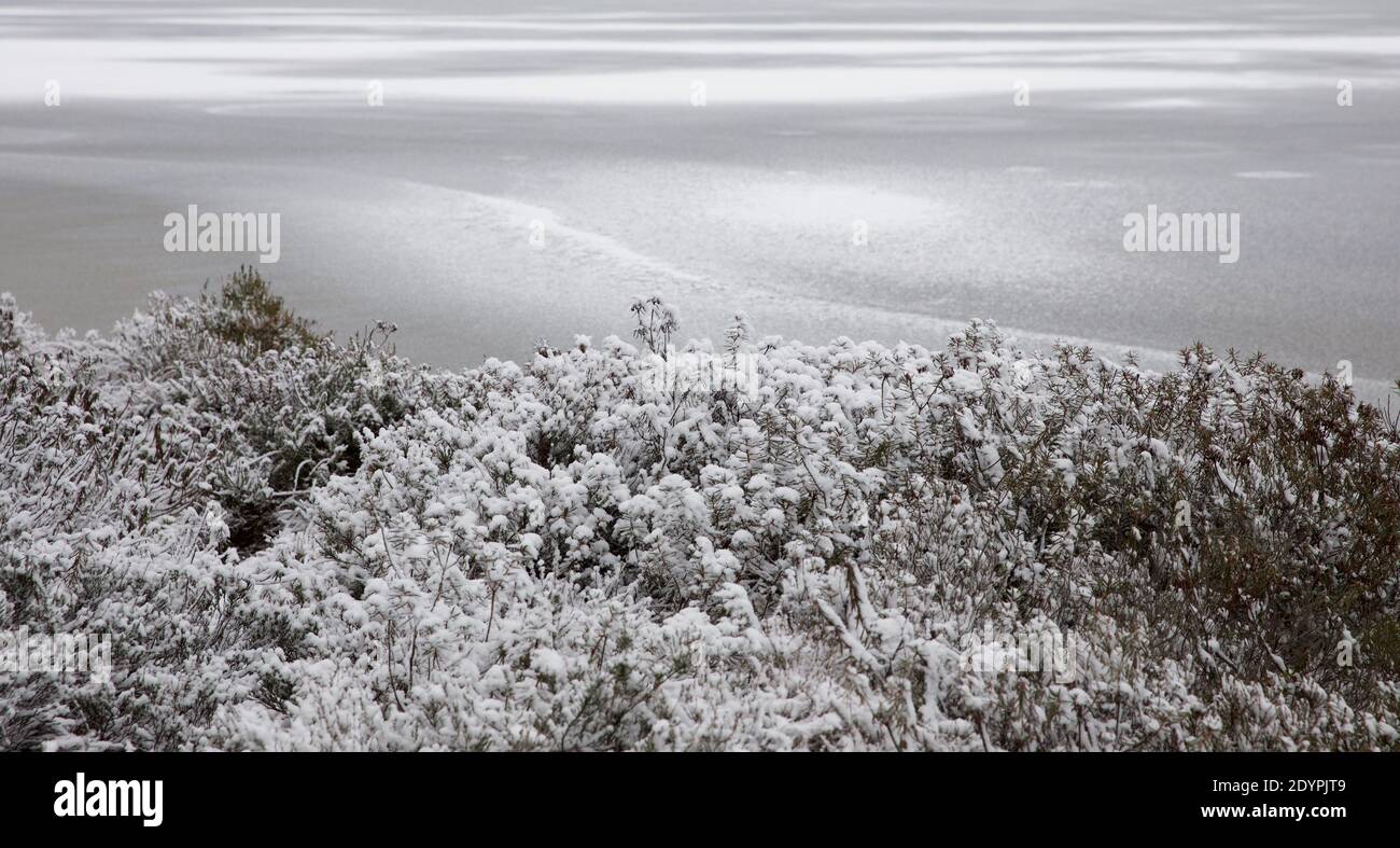 Piante surgelate sulla costa del lago di palude Loosalu Foto Stock