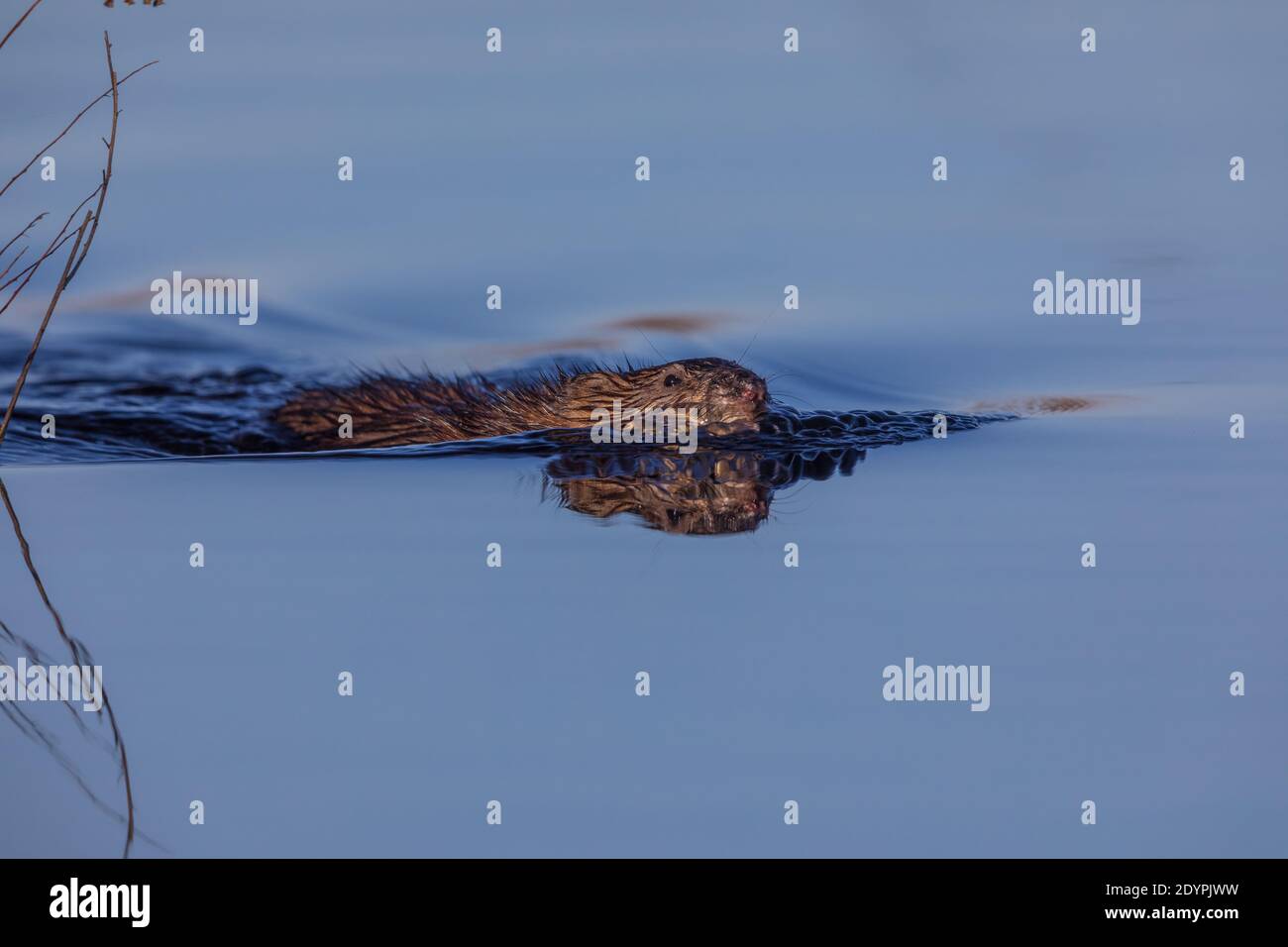 Muskrat nuotare in un lago del Wisconsin settentrionale. Foto Stock