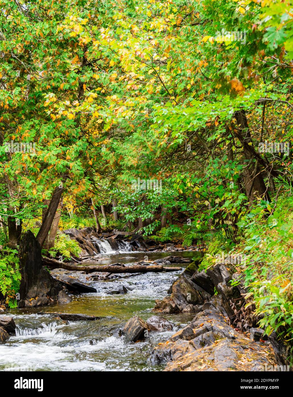 Cascate di Cordova Lago di Cordova Fiume di Crowe Havelock Peterborough County Ontario Canada in autunno Foto Stock