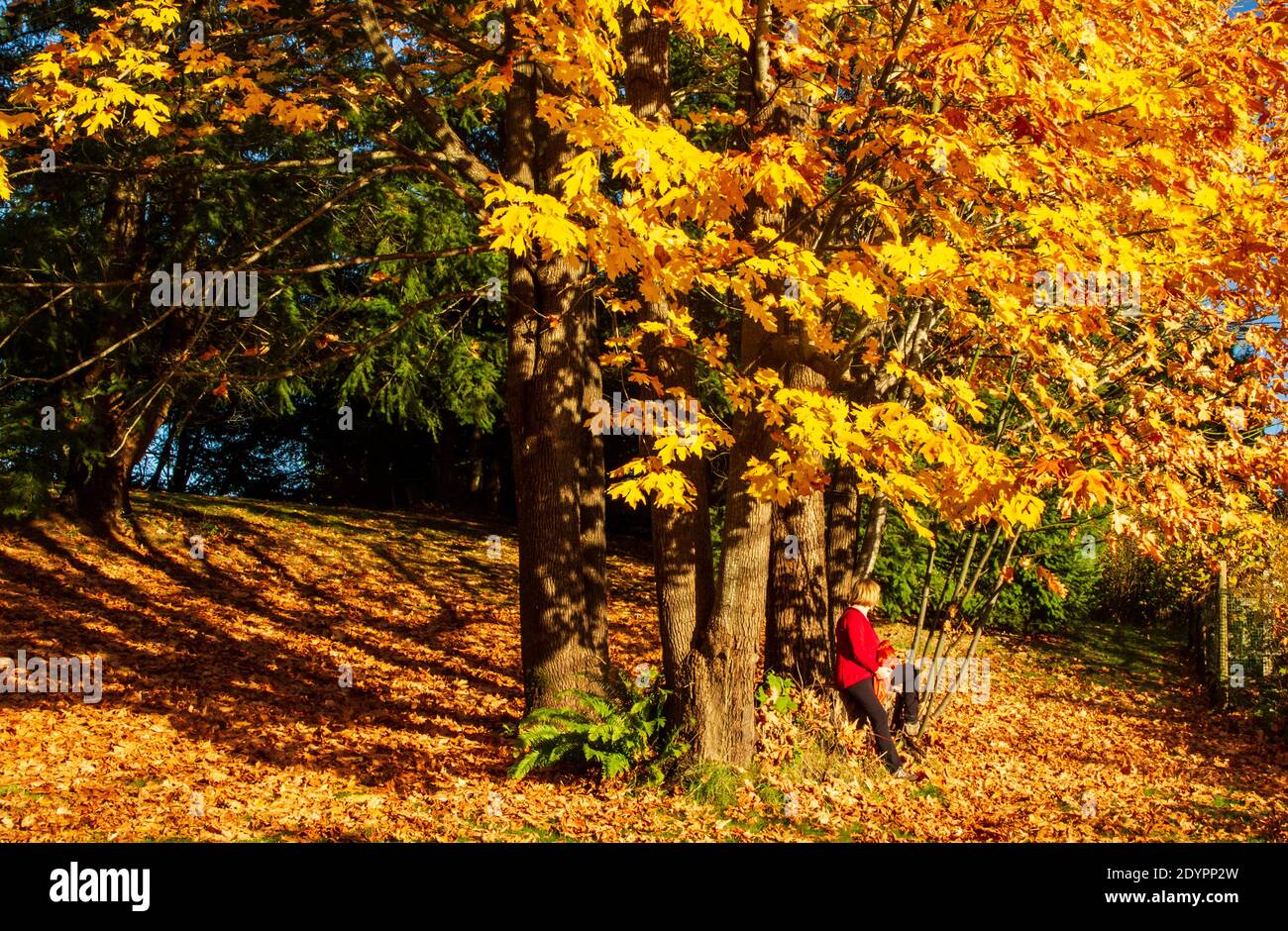 Donna con maglione rosso riposa da un acero in autunno in una giornata di sole. Foglie arancioni e gialle a terra e sull'albero. Ombre sul terreno. Foto Stock