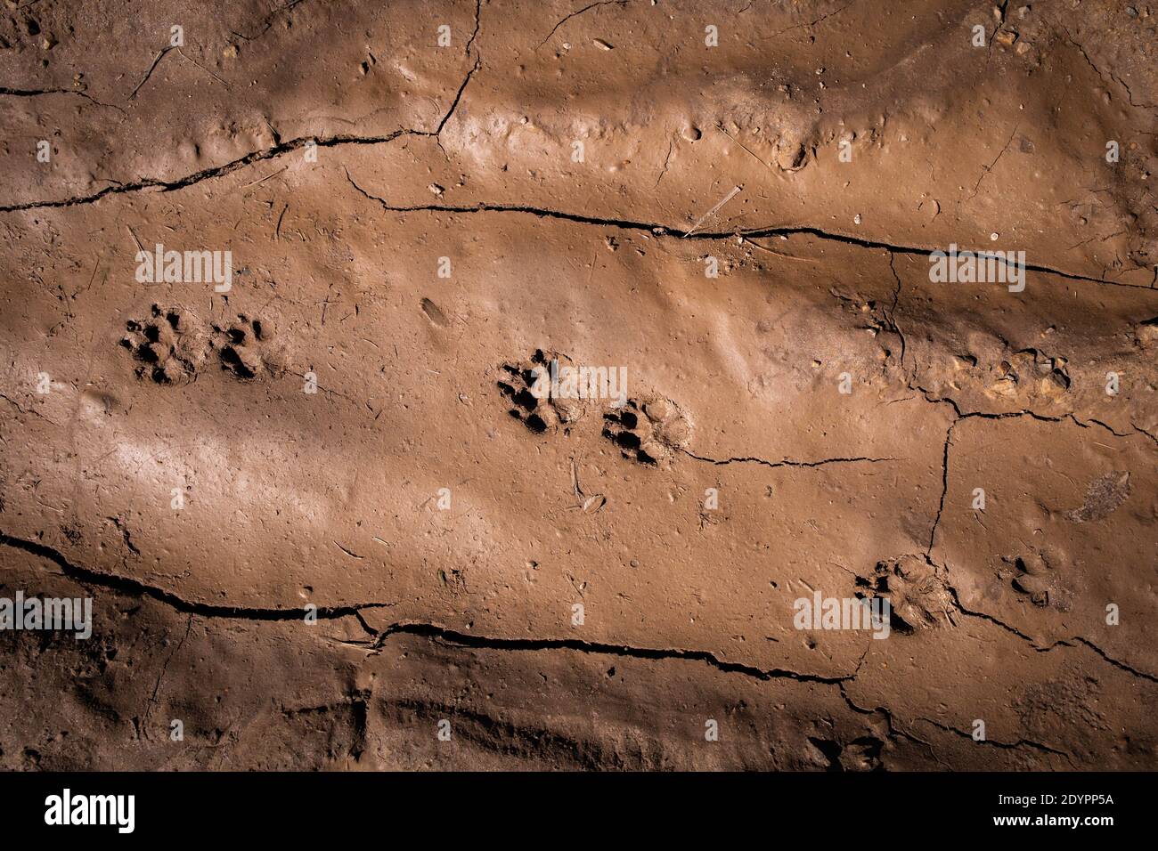 Dog footprint nel fango. Vista dall'alto Foto Stock