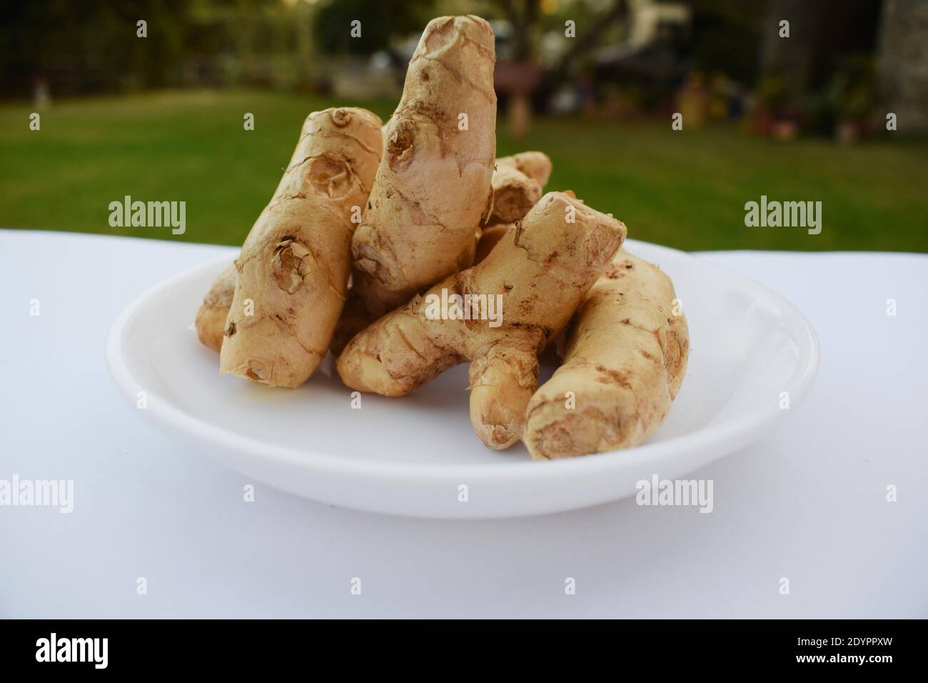 Cumulo di rizomi turmerici bianchi interi bianchi grezzi in piastra bianca con fondo bianco. Sfondo esterno se casa prato cortile gar casa Foto Stock