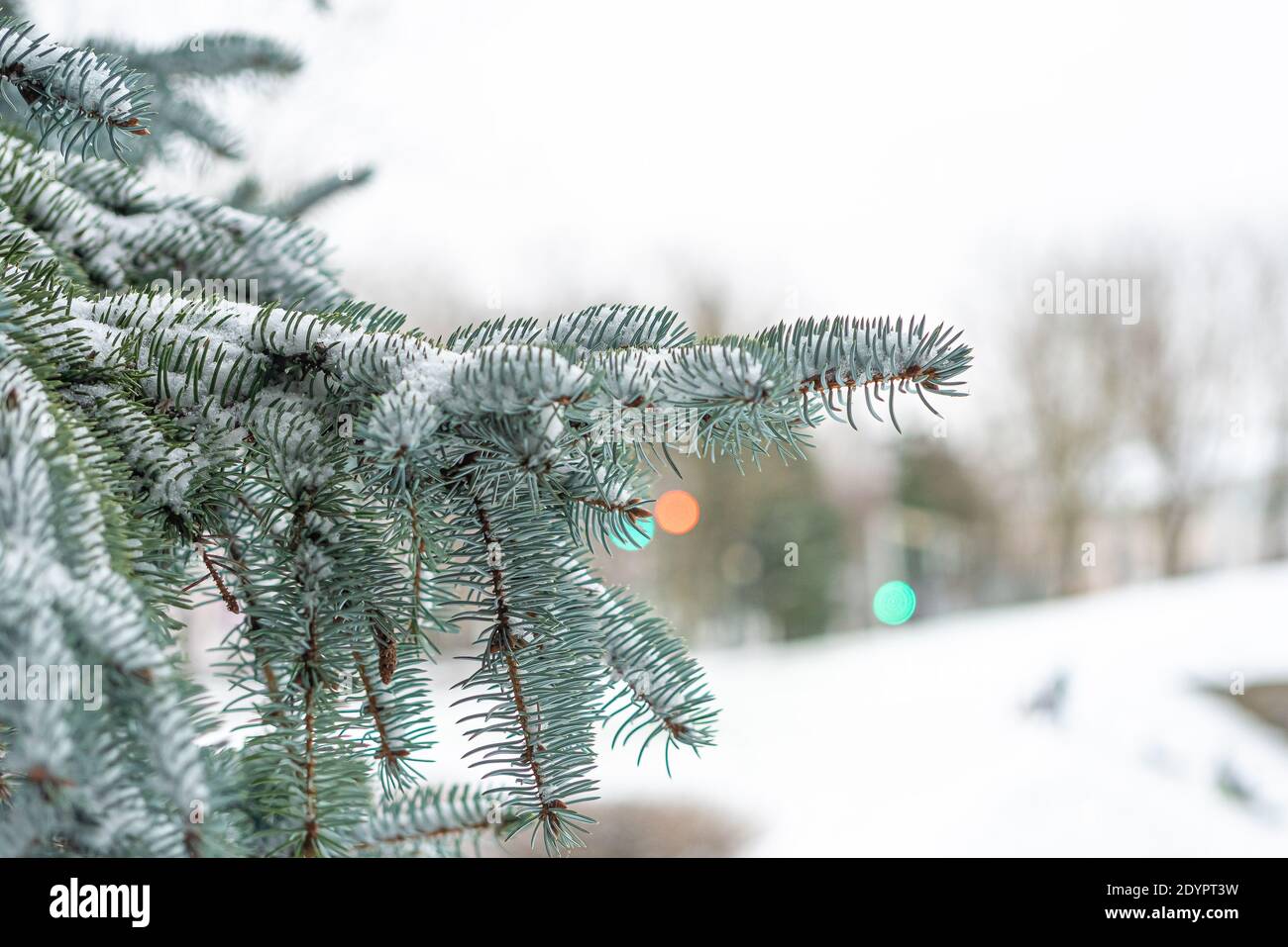 Un ramo di abete blu nella neve, sullo sfondo di bambini che si catbano dalla montagna, c'è un posto per il testo. Concetto, l'inverno è venuto, congratulazioni per le vacanze invernali. Foto di alta qualità Foto Stock