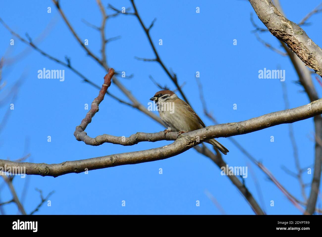 Passera di albero eurasiatico, passera tedesca, Feldsperling, Feldspratz, Passer montanus, mezei veréb Foto Stock