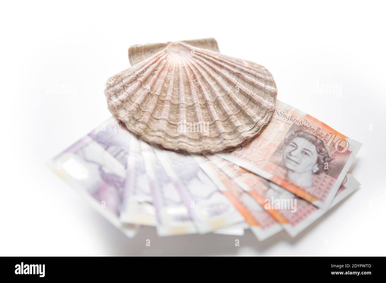 Una conchiglia del capesante del re, P. maximus con dieci e venti libbre note. Concetto Brexit immagine per il valore del Regno Unito molluschi / settore della pesca. Inghilterra GB Foto Stock