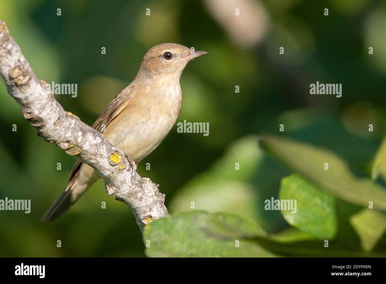 Garden Warbler (Sylvia borin), adulto arroccato su una filiale, Campania, Italia Foto Stock