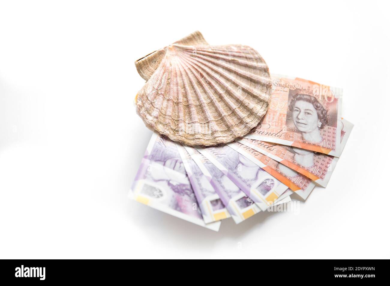 Una conchiglia del capesante del re, P. maximus con dieci e venti libbre note. Concetto Brexit immagine per il valore del Regno Unito molluschi / settore della pesca. Inghilterra GB Foto Stock