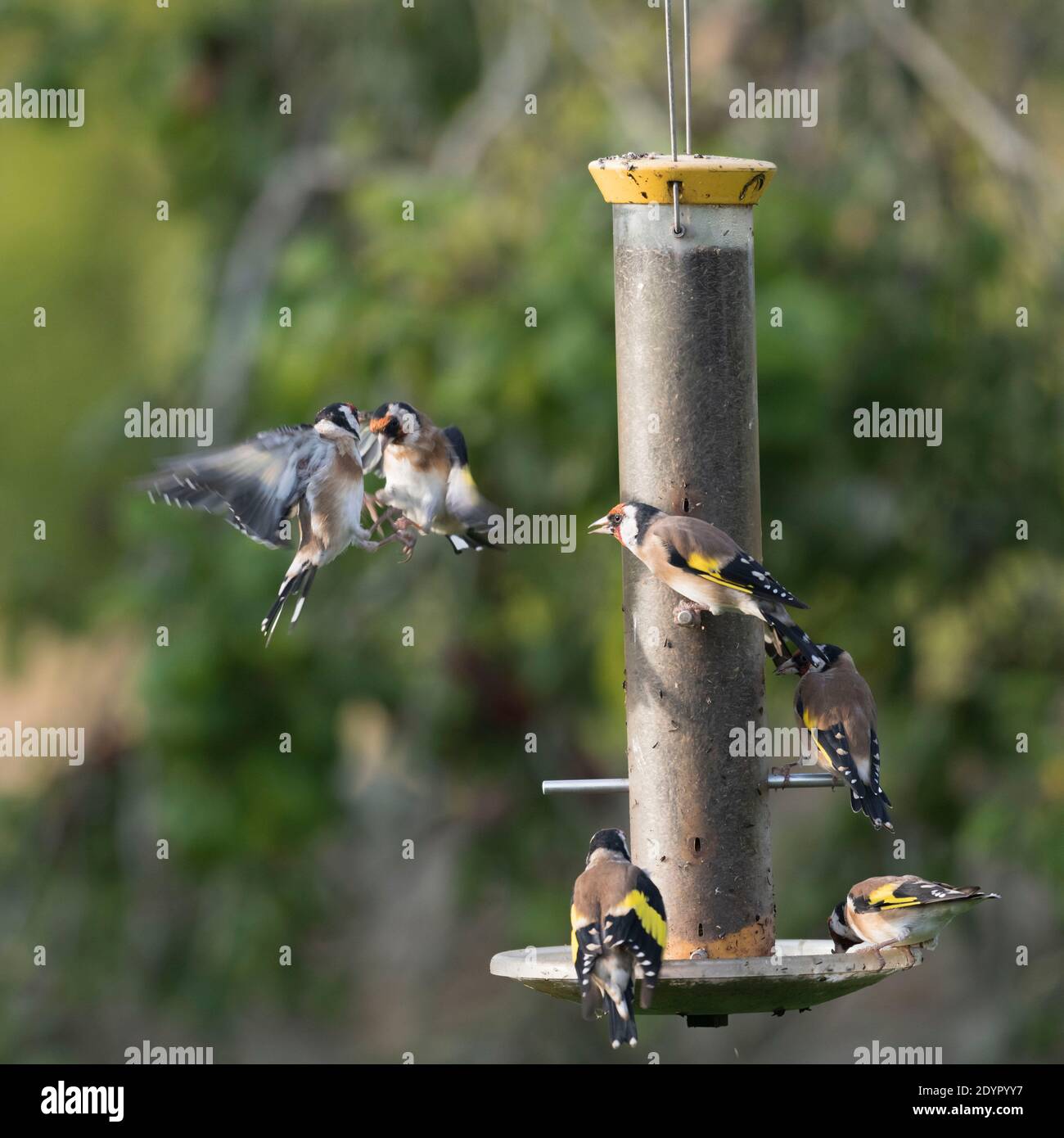 Alfine (Carduelis Carduelis) Su un alimentatore di semi Nyger Guarda due Goldfinch che sbattono dentro Volo Foto Stock