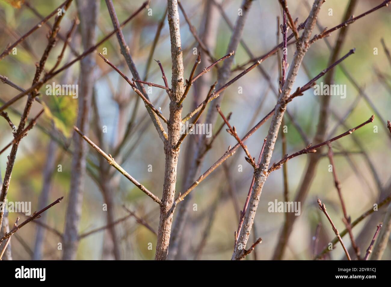 I gambi di un forsythia Bush all'inizio dell'inverno Foto Stock