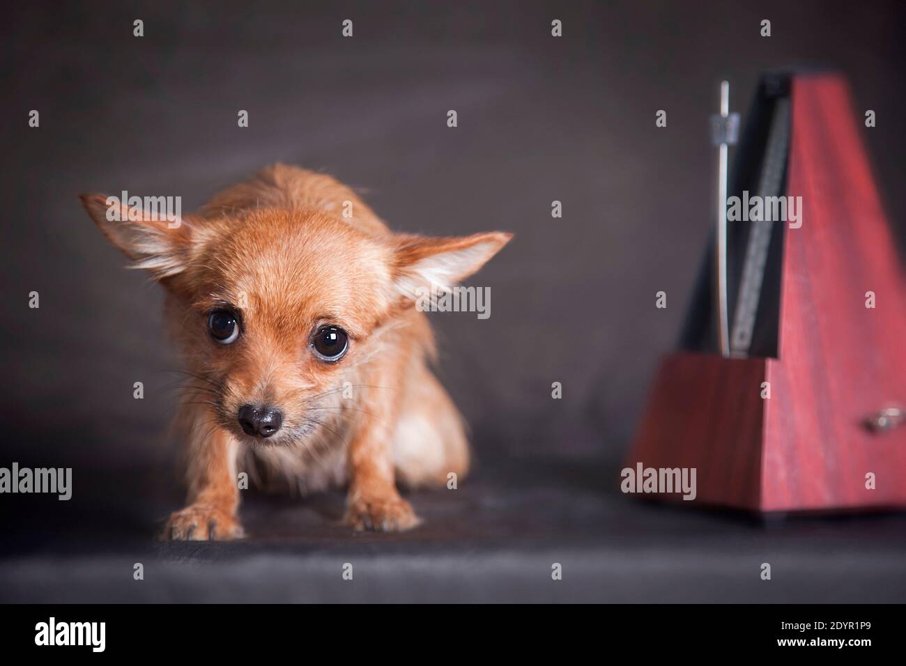 Un piccolo cane dai capelli rossi della razza Chihuahua si siede accanto ad un metronomo su uno sfondo grigio nella stanza e ascolta, o forse si spaventa Foto Stock