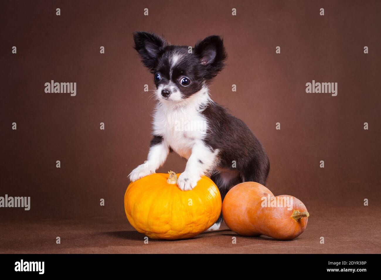 Soffice cucciolo bianco e nero di Chihuahua su sfondo marrone, poggiato su una zucca gialla e arancione. Foto Stock