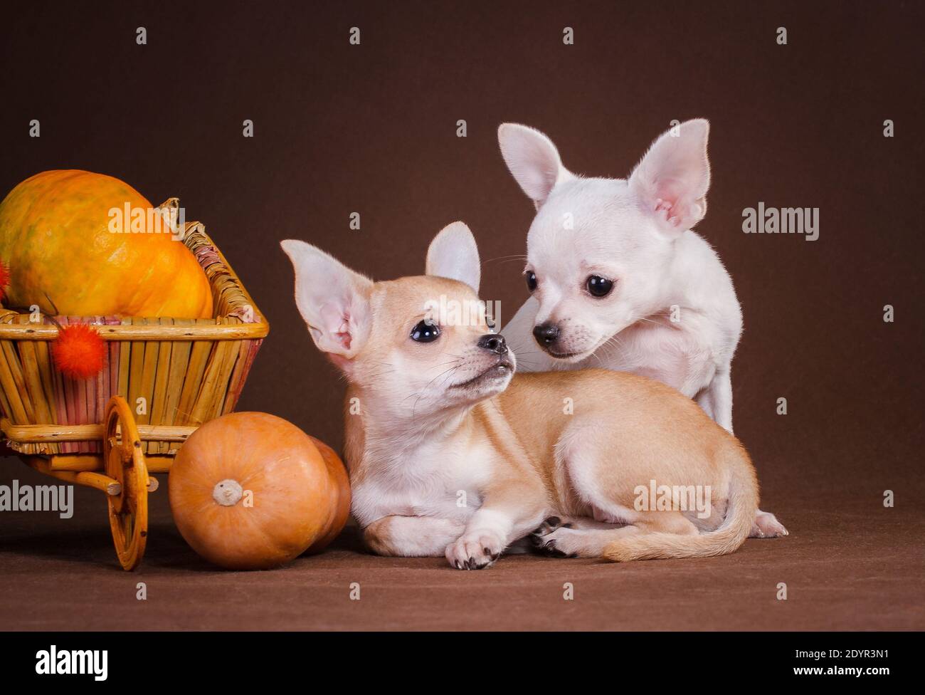 Due cani chihuahua bianchi e gialli, su fondo marrone e accanto ad un cesto su una ruota, all'interno della quale si trova una zucca e accanto ad una p. Foto Stock