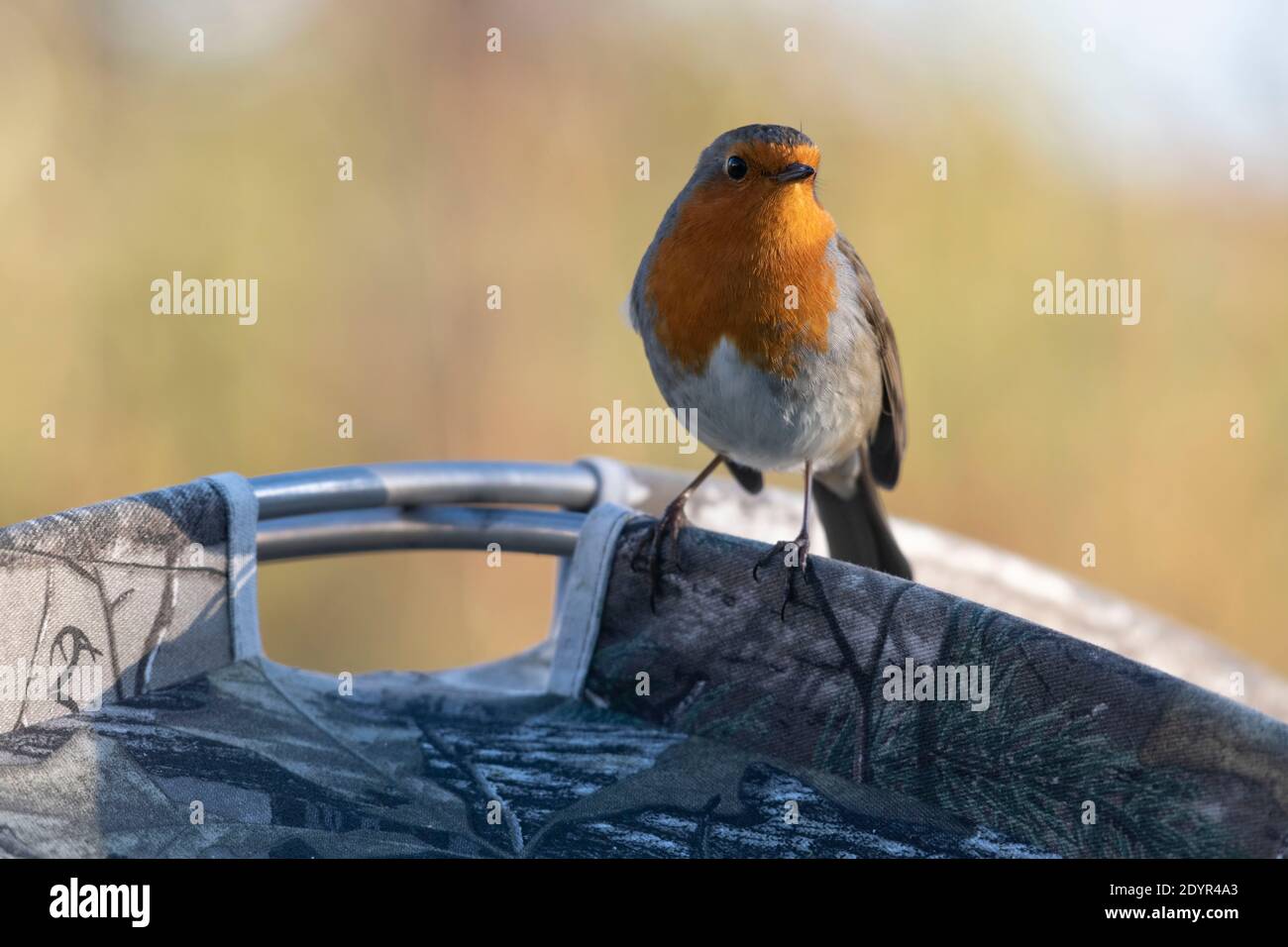 Un Robin (Erithacus rufecula) Perching in cima a una foto mimetizzazione Widlife Nascondi Foto Stock
