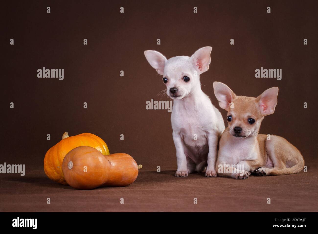 Due cani chihuahua bianchi e gialli, su sfondo marrone, e due zucche si trovano nelle vicinanze Foto Stock
