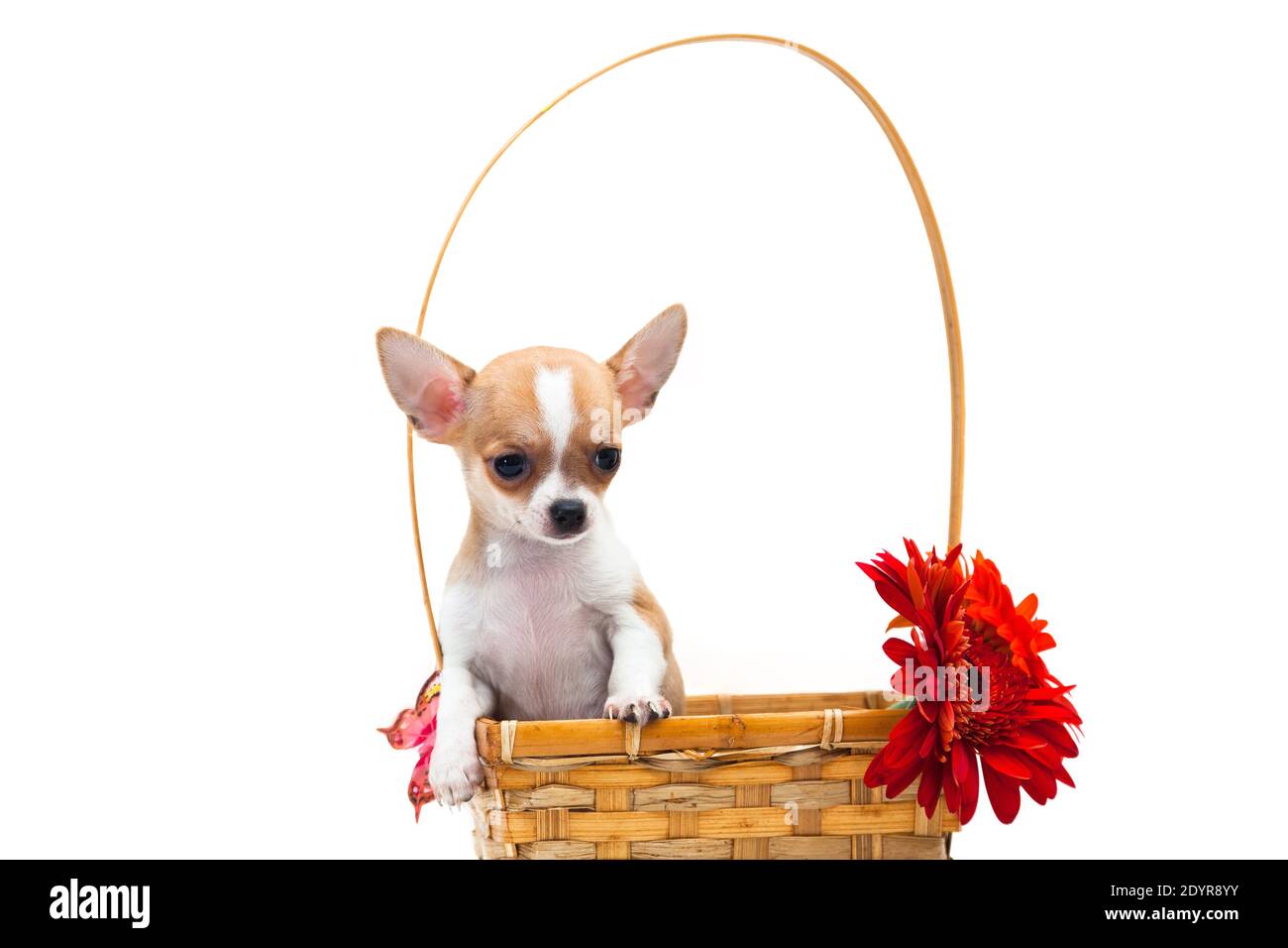 Cucciolo di chihuahua dai capelli lisci con capelli bianchi-rossi seduto in un cesto di vimini con un grande manico con una gerbera di fiori rossi e. farfalla in un ind Foto Stock