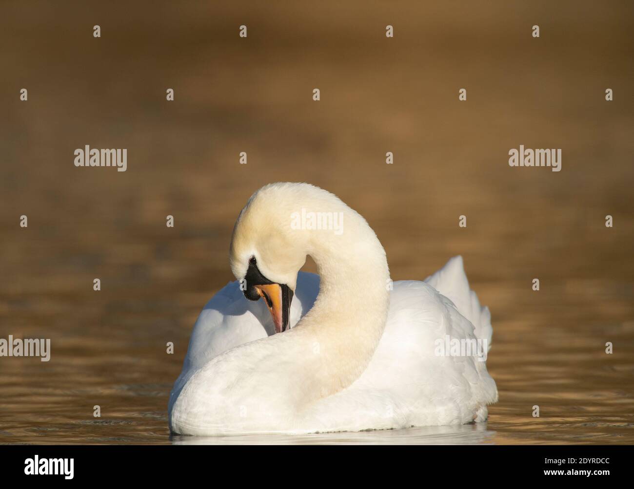 Male Mute Swan, Cygnus olor, Brent Reservoir, Londra, Regno Unito, Isole britanniche Foto Stock