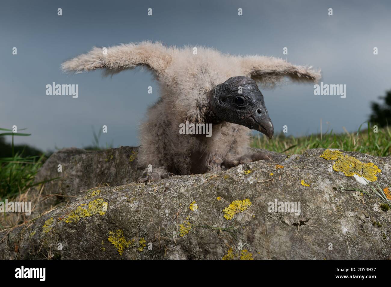 Il Condor (19 anni) è stato ritratto al parco 'Les Aigles du Leman' di Sciez, Francia, il 27 giugno 2013. La femmina, contrariamente alla regola usuale tra gli uccelli rapaci, è più piccola del maschio. Ci sono pochissimi condor che si riproducono in cattività. Per farlo, è necessario raccogliere 3 criteri essenziali: 1: Formazione della coppia. Contrariamente a un'idea preconcetta, la coppia deve andare avanti. Il male deve dimostrare che sarà un buon padre. Egli deve sapere come fare un nido, poi corte la femmina, poi far corrispondere il periodo di riproduzione tra il male e la femmina (5 giorni massimo in t Foto Stock