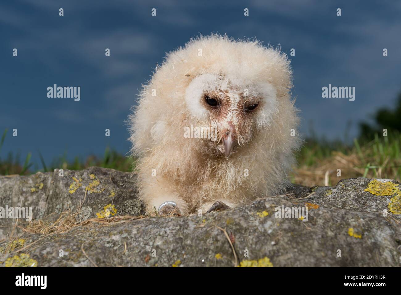 Il piccolo Barn Owl (Chouette Effraie-Tyto alba) di 3 settimane di età fotografato al 'Les Aigles du Leman' Park di Sciez, Francia, il 18 giugno 2013. È un animale notturno. Il Barn Owl nidifica in campanili e/o in vecchie case. Possiamo trovare nel centro della città di Losanna. Foto di Loona/ABACAPRESS.COM Foto Stock