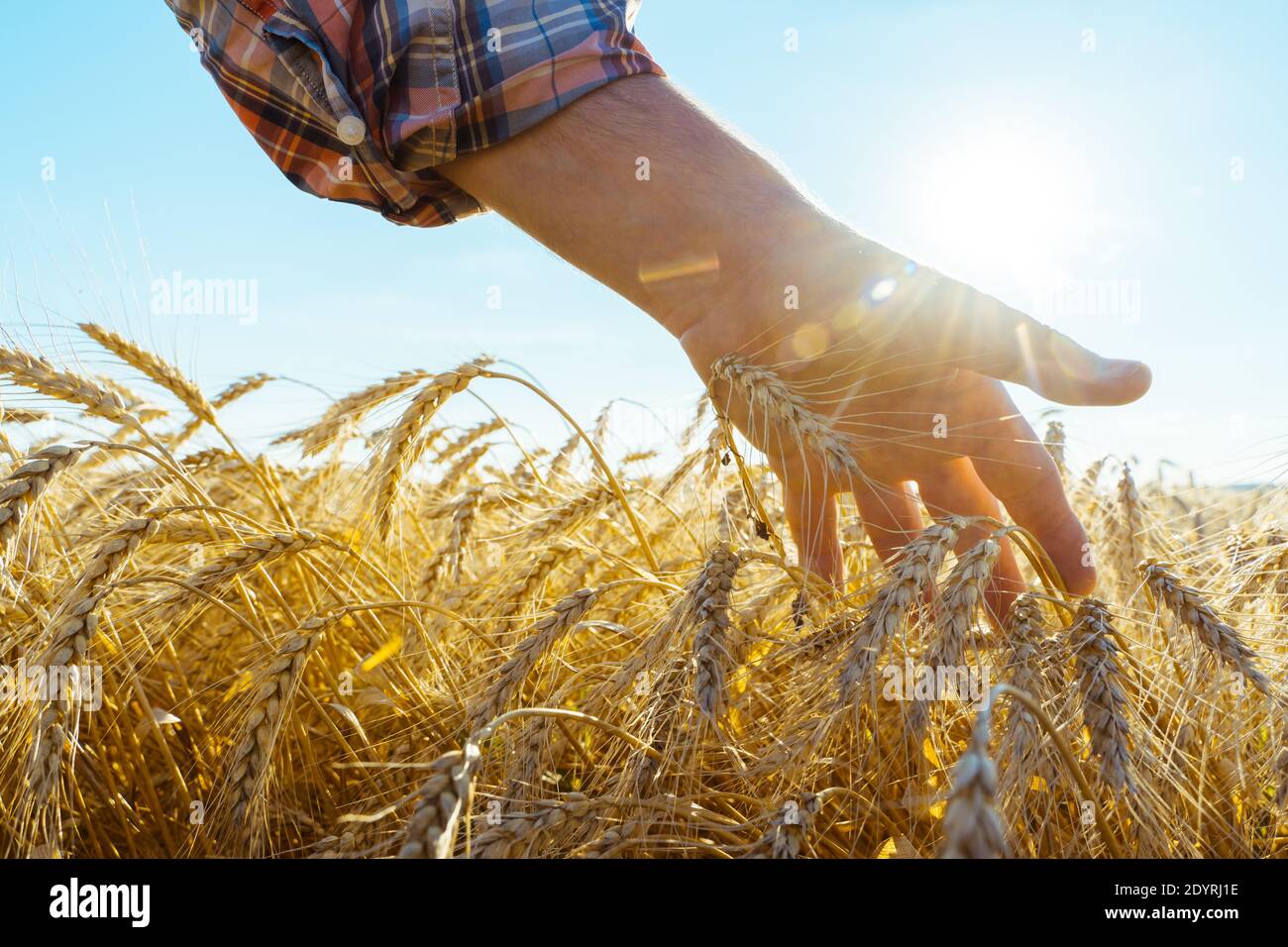 La mano tocca le orecchie di orzo. Coltivatore in un campo di grano. Concetto di raccolto ricco Foto Stock