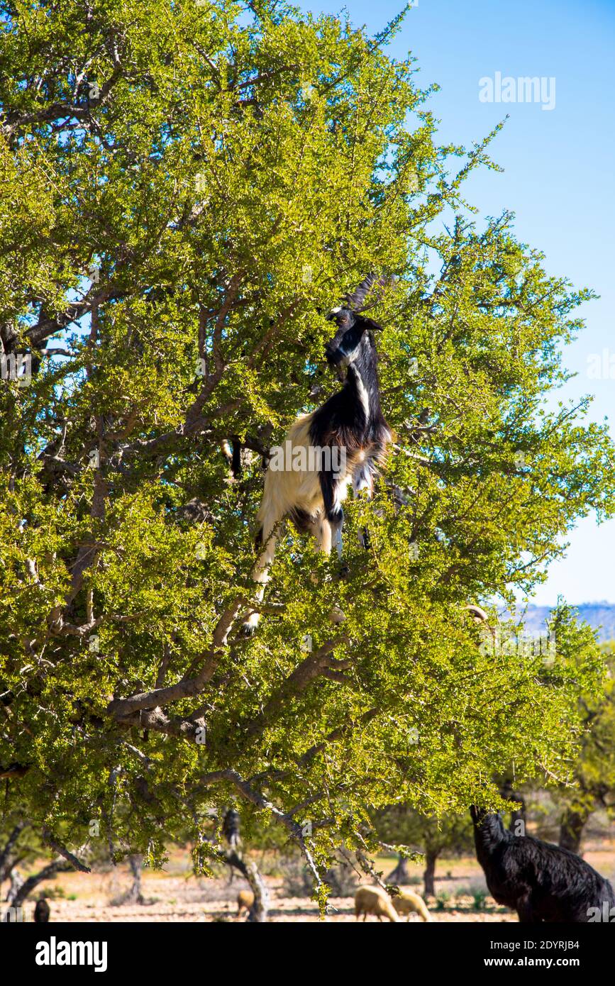 capre in albero di argan per mangiare noci per argan famoso Olio in Maroc Foto Stock