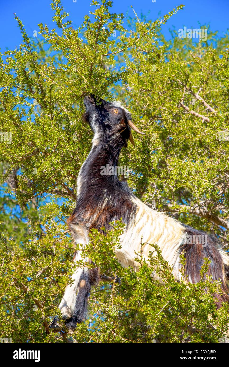 capre in albero di argan per mangiare noci per argan famoso Olio in Maroc Foto Stock