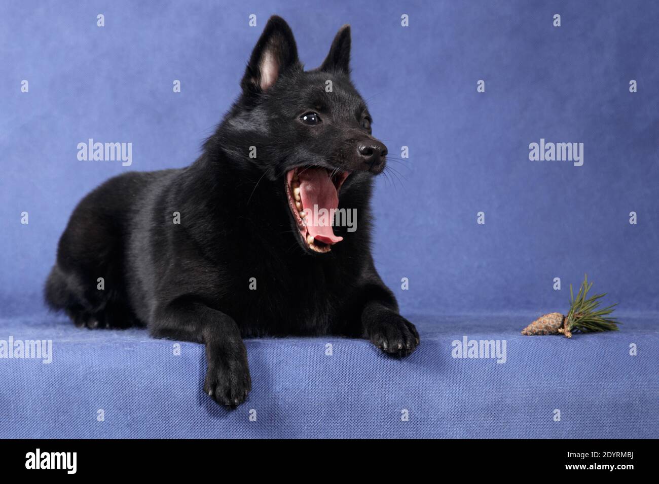 Nero piccolo cane soffuso del pastore razza belga pastore razza, bugie e sbadigli su uno sfondo blu in uno studio al coperto accanto a un bump Foto Stock