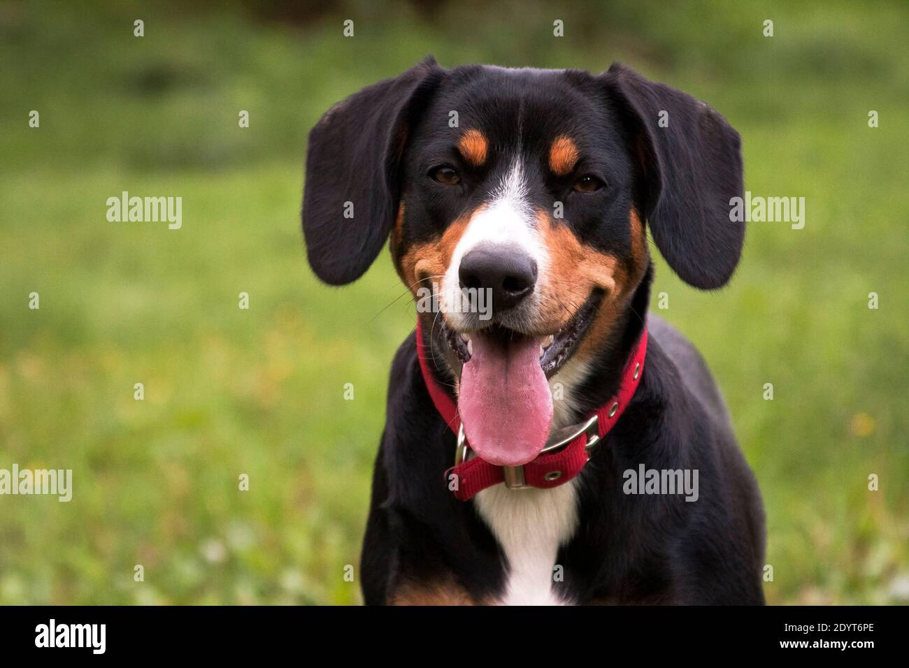 Nero bruciato tan e cane bianco-breasted, svizzero Entlebücher Sennenhund, in un collare rosso, sorridente Foto Stock