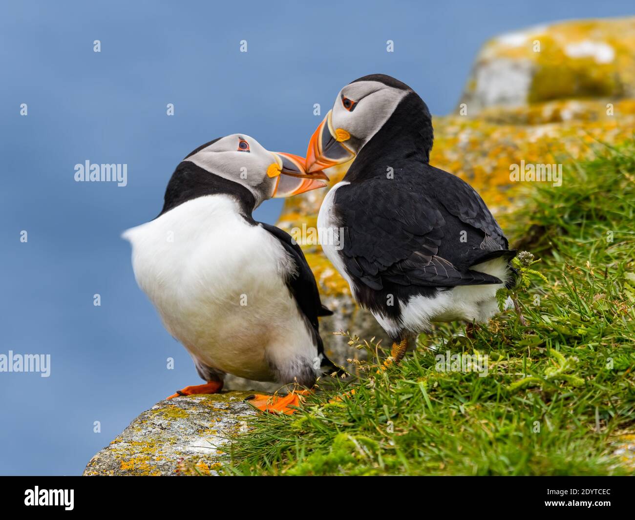 Due Puffins atlantiche Kissing, Ritratto Foto Stock