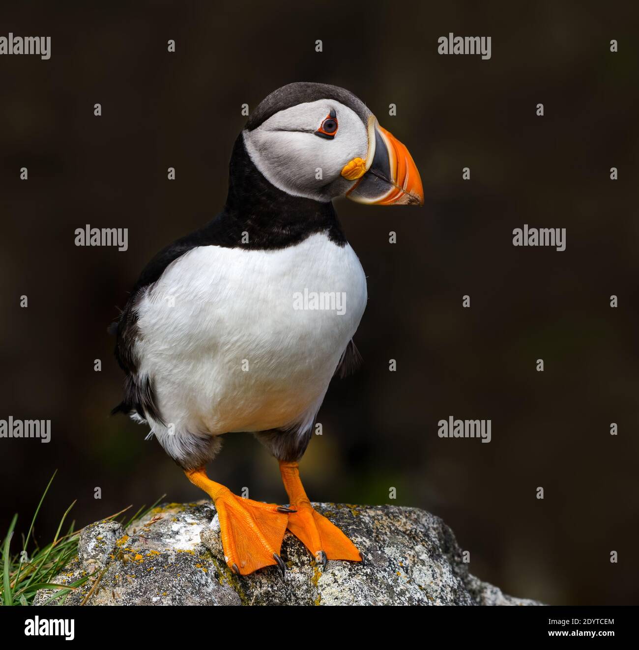 Atlantic Puffin in piedi su Cliff's Rock , Ritratto Foto Stock