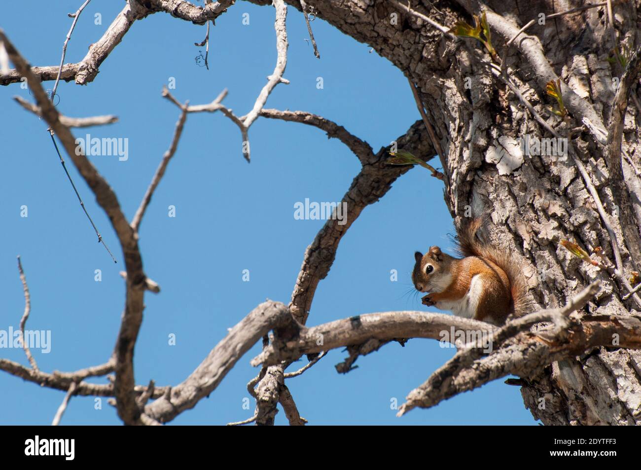 Vadnais Heights, Minnesota. Parco Regionale del Lago di Vadnais. Scoiattolo rosso americano, Tamiasciurus hudsonicus, seduto in un albero. Foto Stock