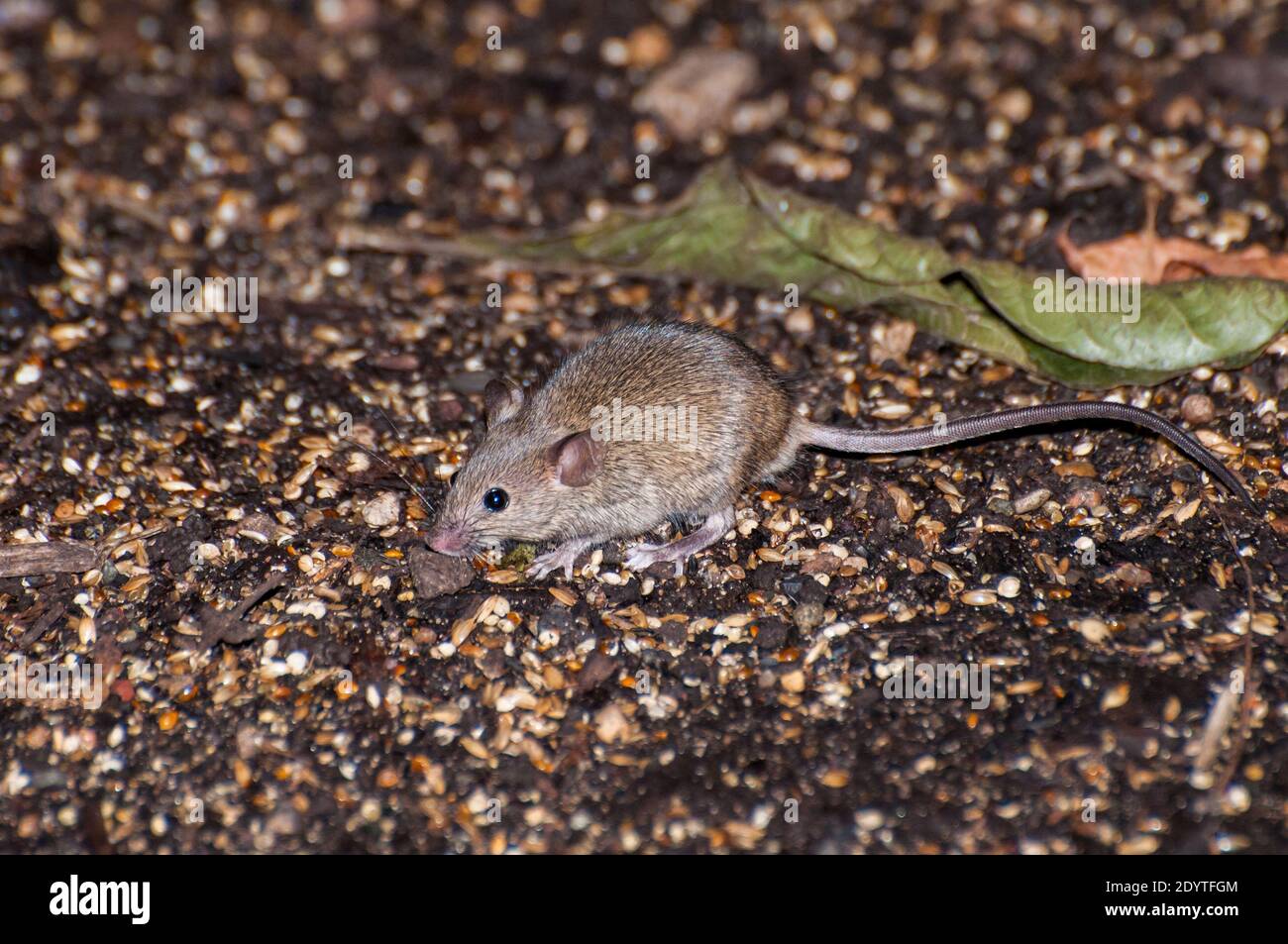 St. Paul, Minnesota. Mouse della casa; Mus musculus alla ricerca di cibo mentre corre libero sul terreno. Foto Stock