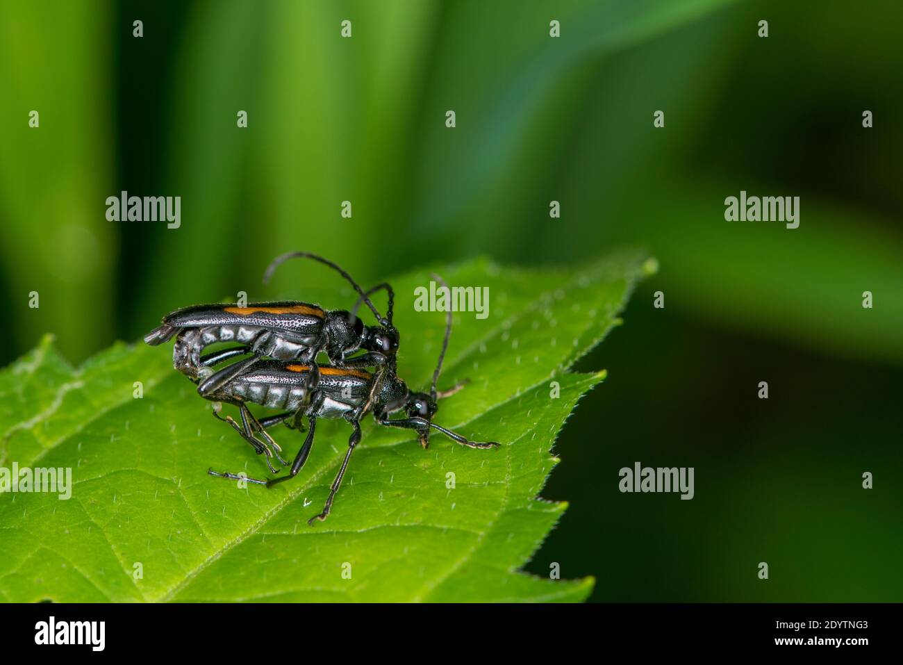 Vadnais Heights, Minnesota. Foresta di John H. Allison. Un paio di scarabei a corna lunga, Strangalepta abbreviata che si accoppia su una foglia verde. Foto Stock